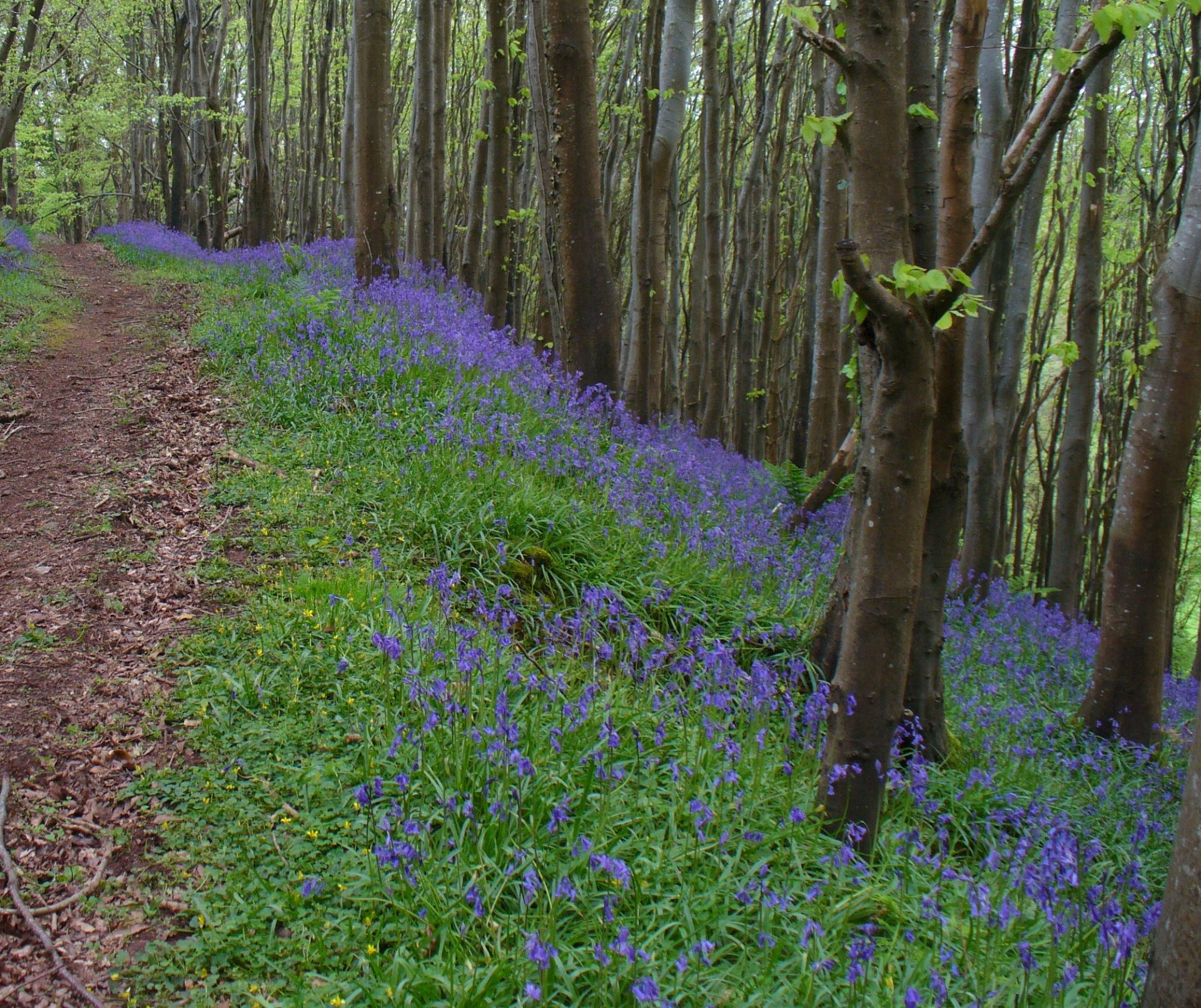 Bluebell Wood